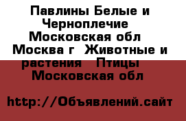 Павлины Белые и Черноплечие - Московская обл., Москва г. Животные и растения » Птицы   . Московская обл.